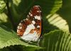 White Admiral at Belfairs N.R. (Steve Arlow) (101299 bytes)